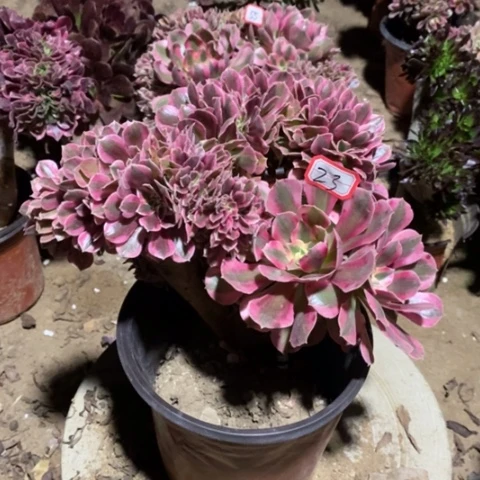 粉女巫缀瑕疵一物一拍