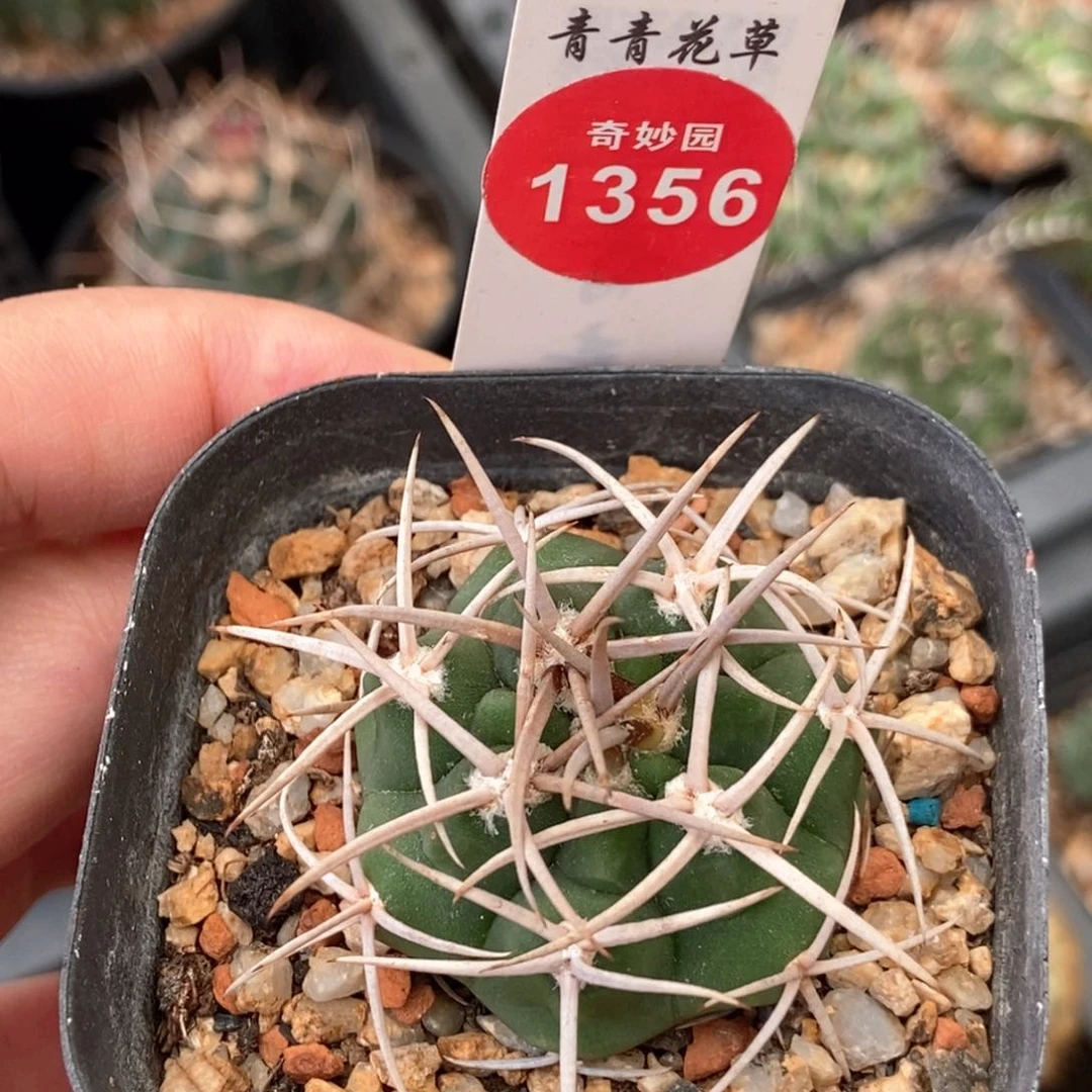 实生狂刺碧岩玉一颗