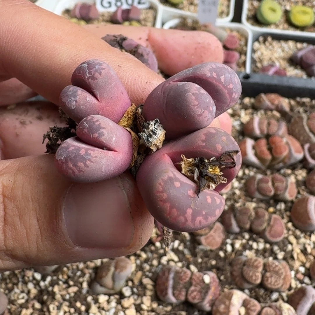 沙****鲨G956红大内杂紫大母本