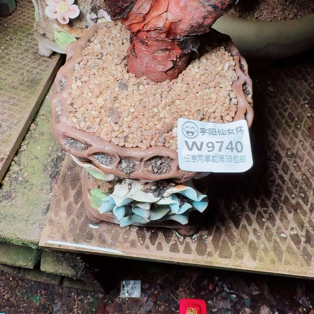 ****9740拇指盆仙女杯