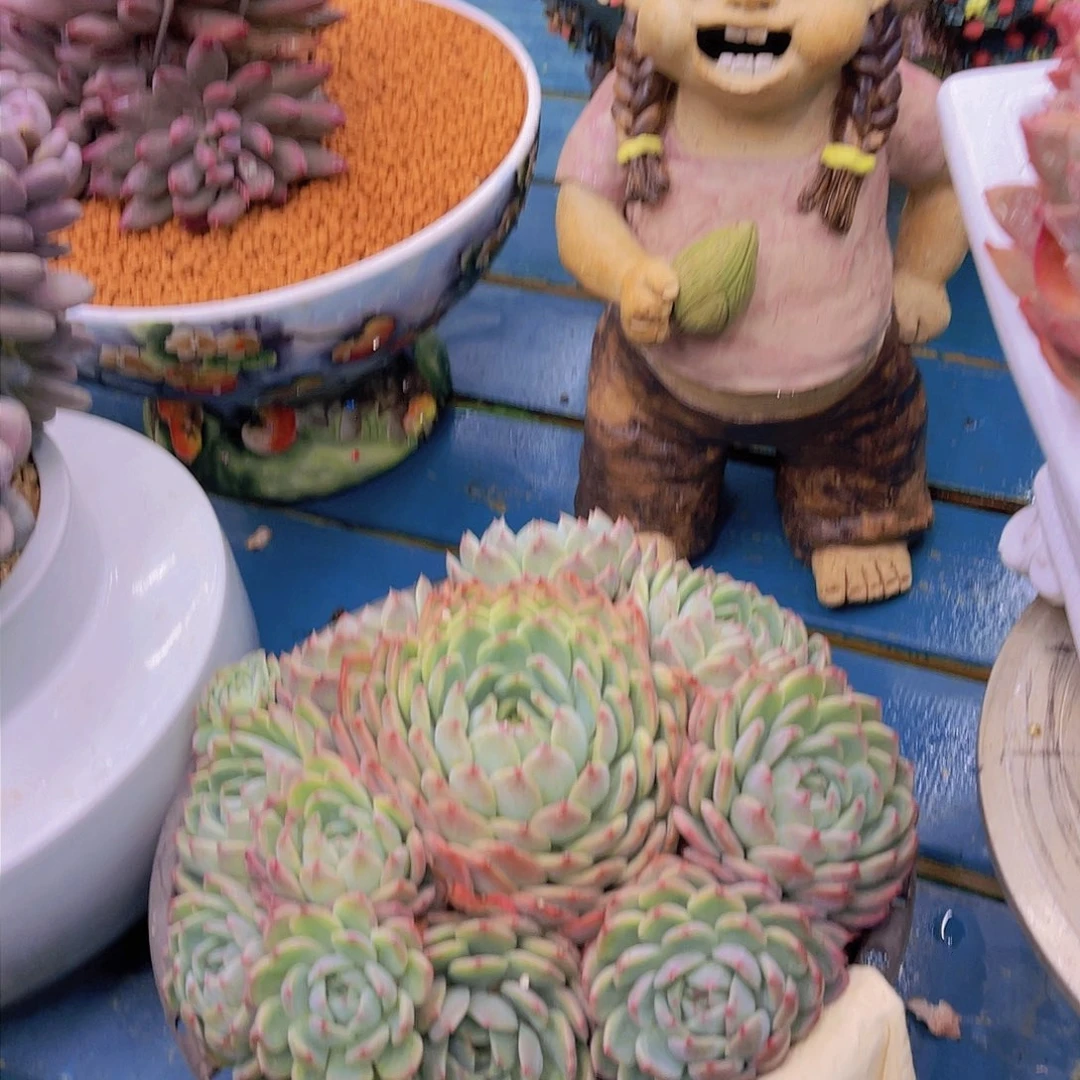 ?*然多肉厚橙杂交安然不带盆