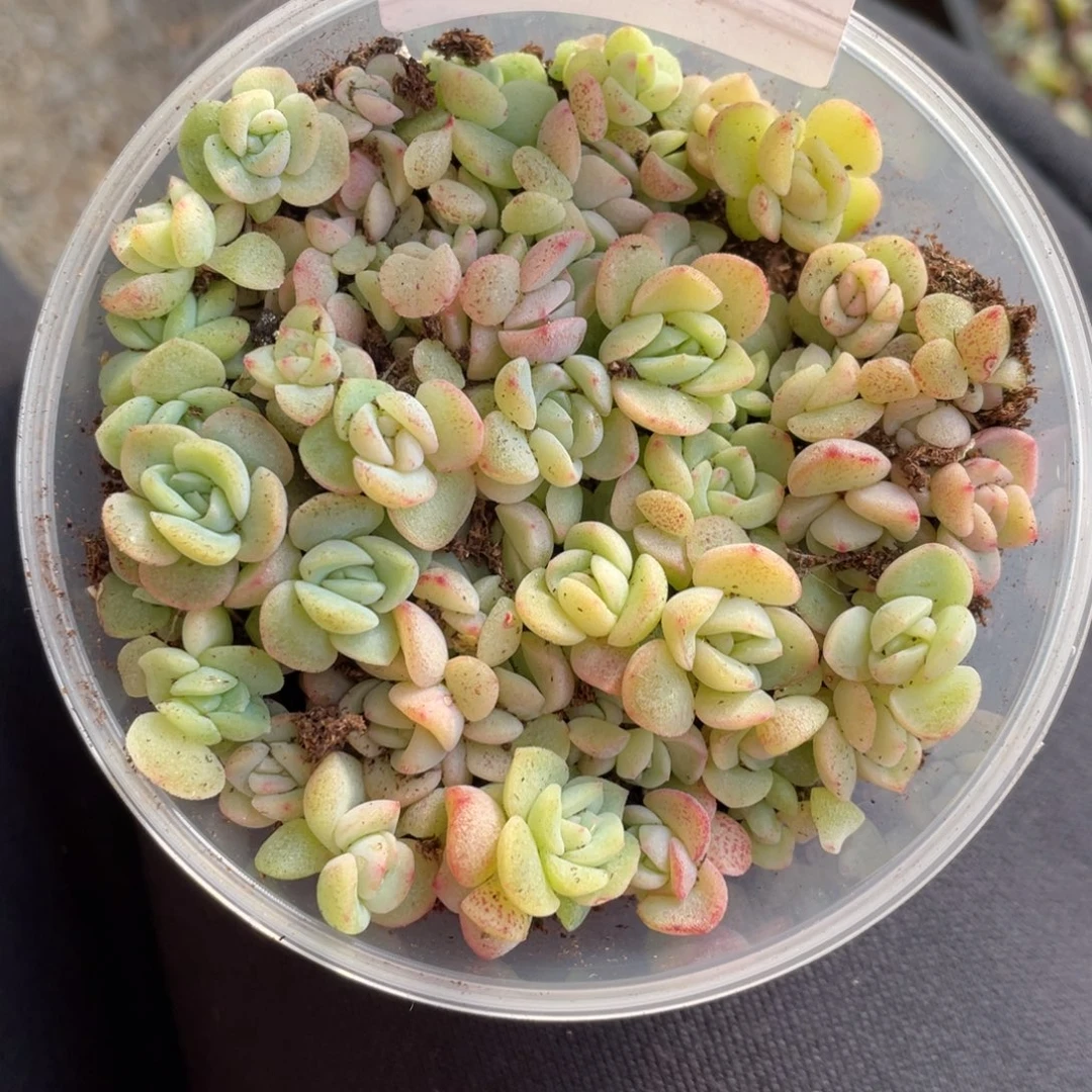 11号特欧珍妮福利切糕包邮