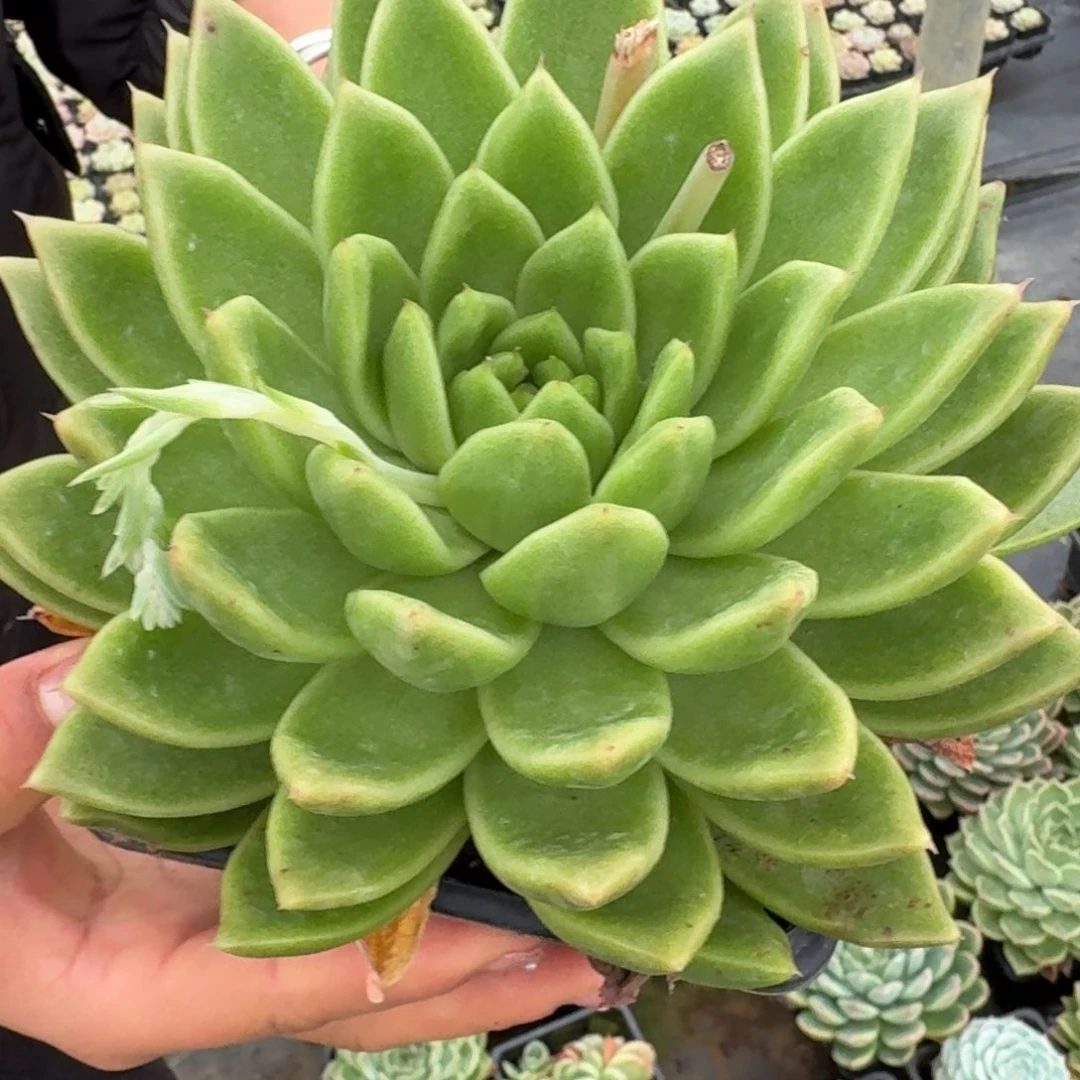 多肉杂交一物一拍9-119