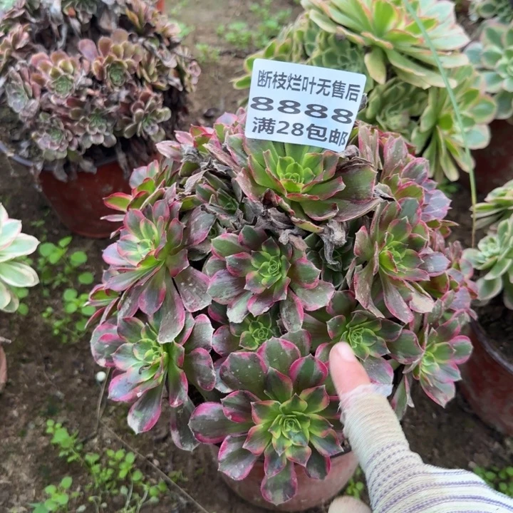 8888二号棚红玫瑰B