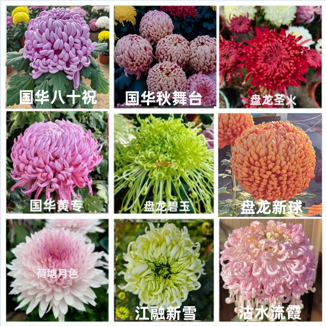 九棵九品【八十祝+圣火+秋舞台+黄专+碧玉+新球+月色+新雪+沽水】