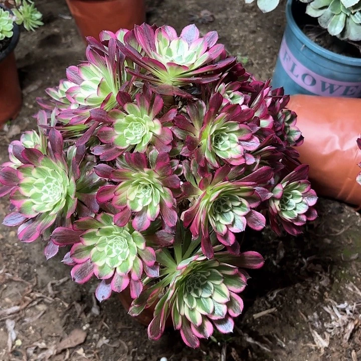 多肉植物法师天合44