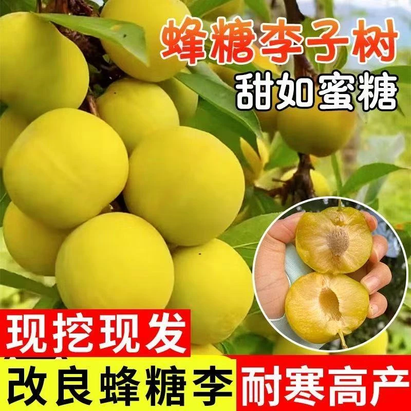 嫁接李子树苗正宗蜂糖李大果脆甜脱骨盆栽地栽南北方种植当年结果