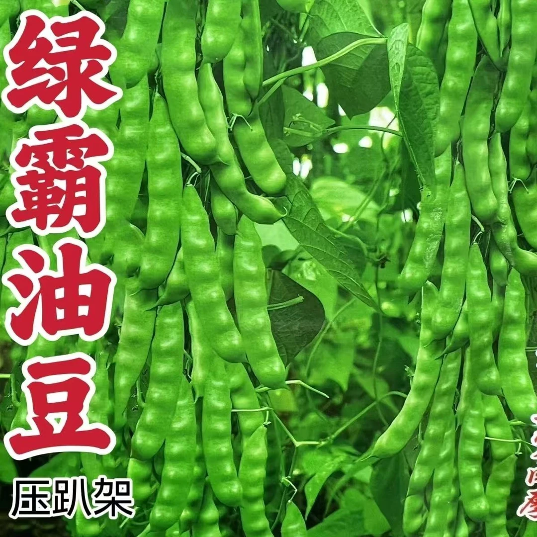 【全店满6包包邮】压趴架油豆种子