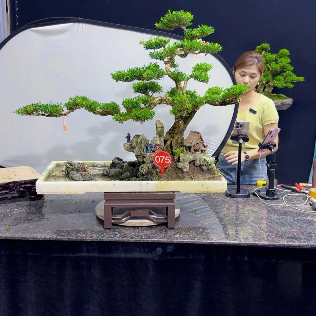 无花朵高端黄杨盆景精品