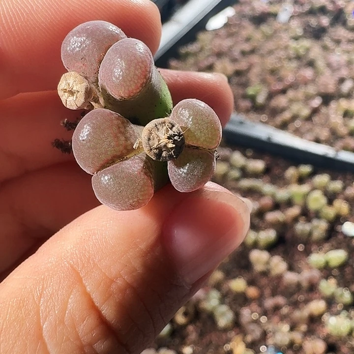 小***小多肉植物福利捡漏116