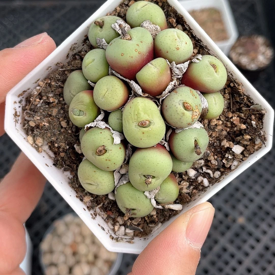 2793大棚清仓甩卖了