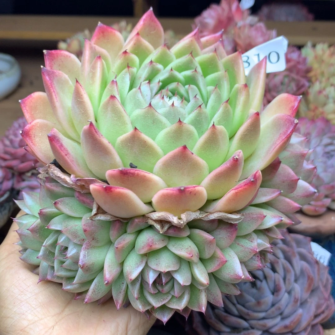 6810新年快乐发发发