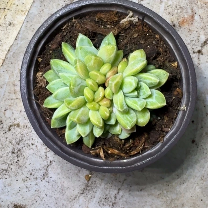 水晶萝莉 群生 一物一拍