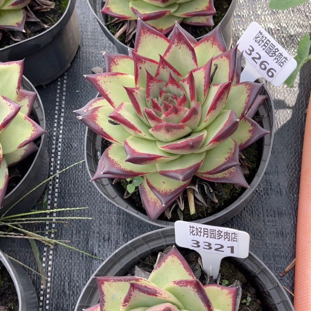 L***y多肉植物3269、3266、3321