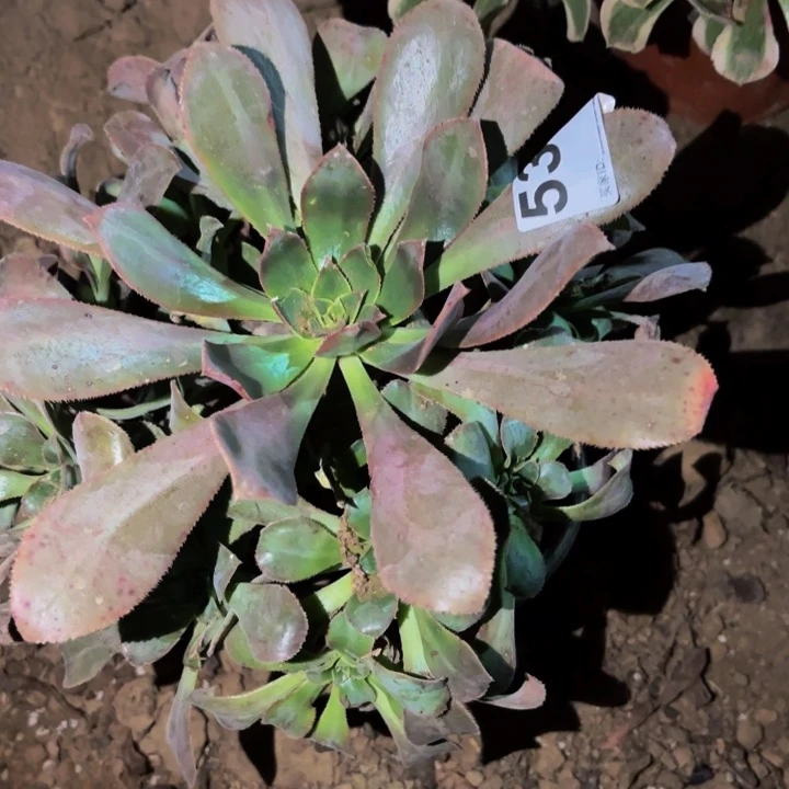 537仙桃多肉植物不售后