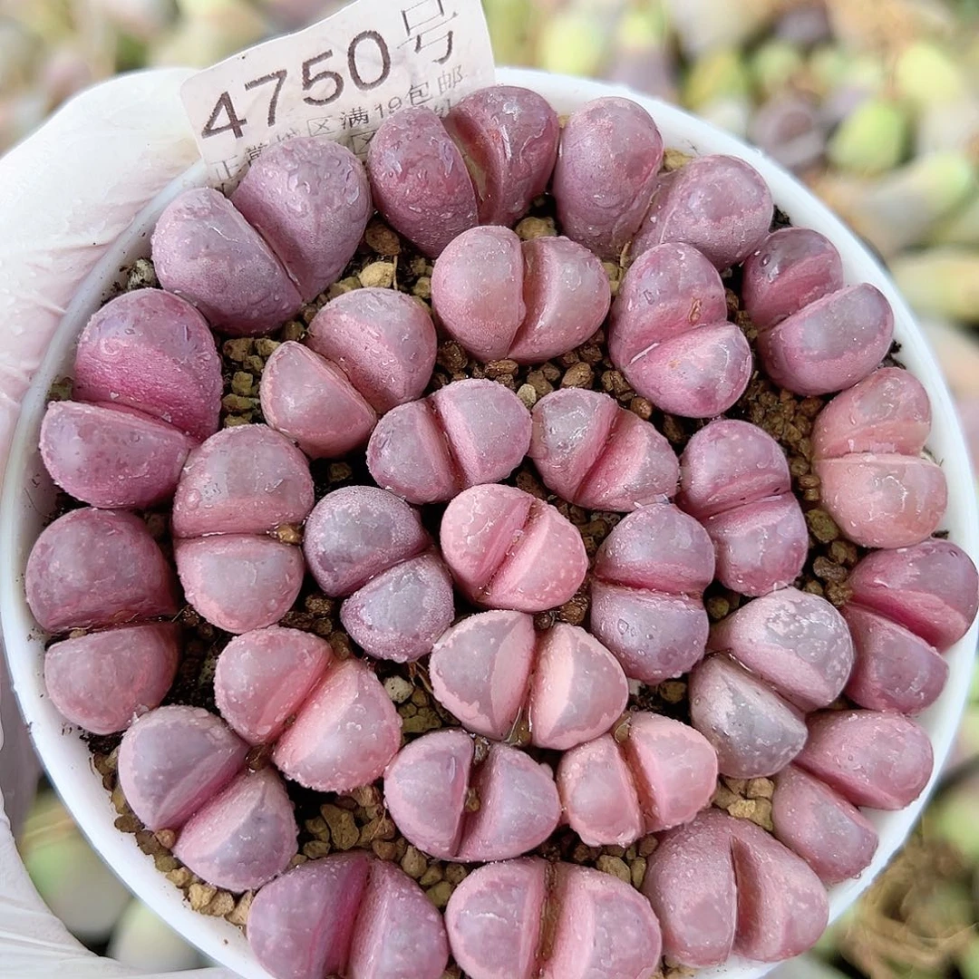 4750 好养易活生石花大母本9cm盆