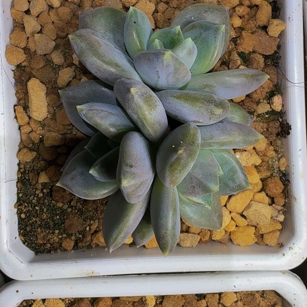 邀月 3头 一物一拍