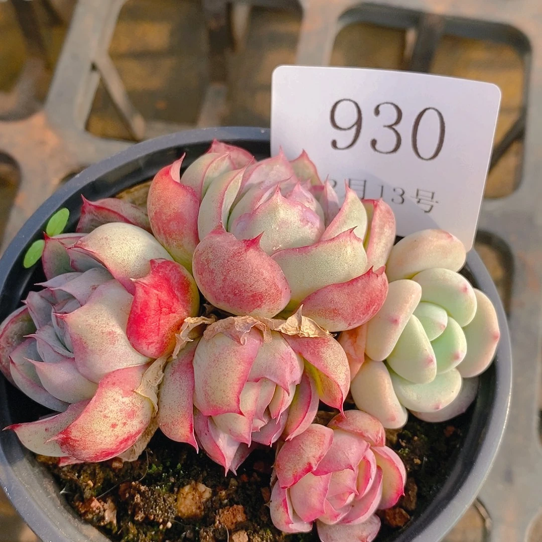 【闪购商品】云930