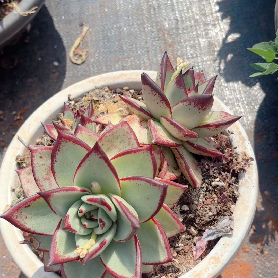 红玫瑰。       9.9。