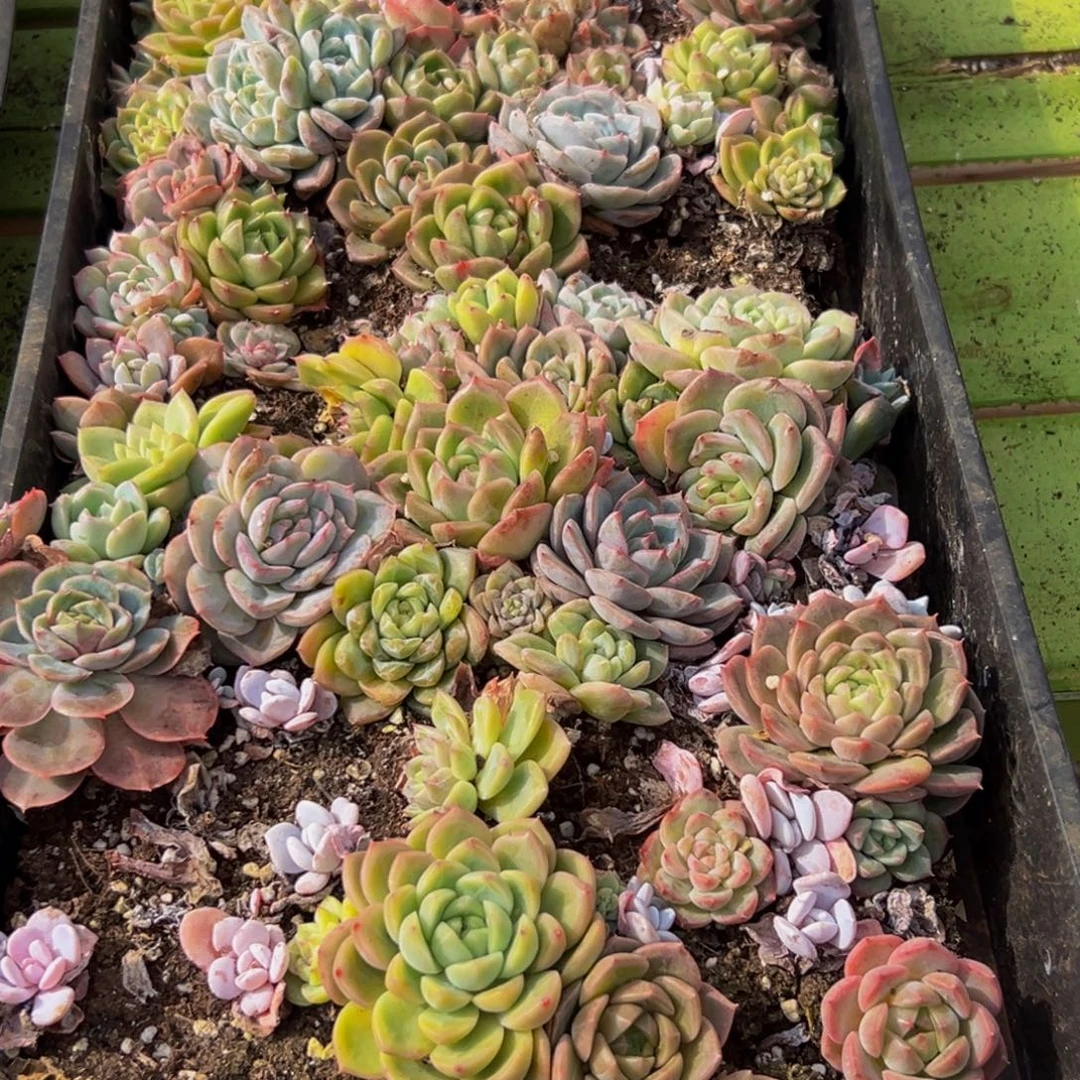 588夫人生日快乐啊小王子