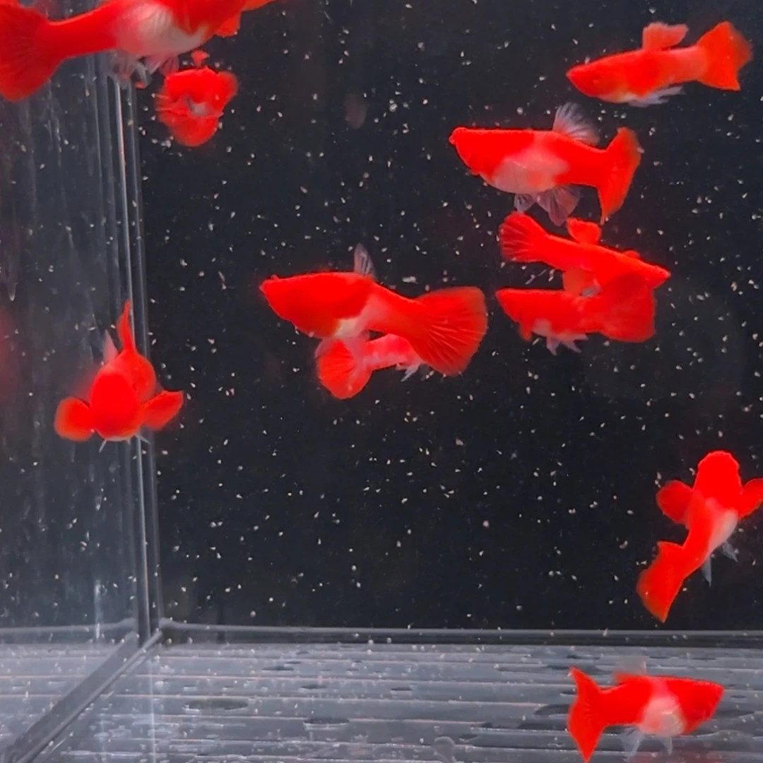 孔雀鱼红头分水12条