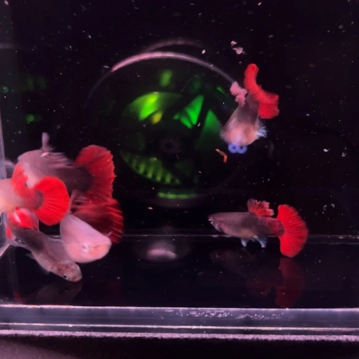 孔雀鱼大绒折扇压成6条