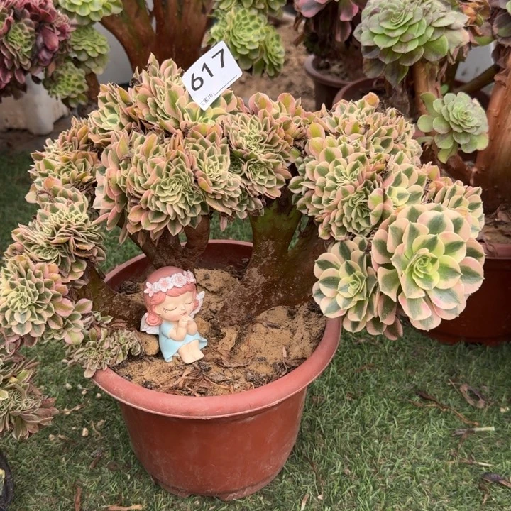 青苹果法师锦缀化617