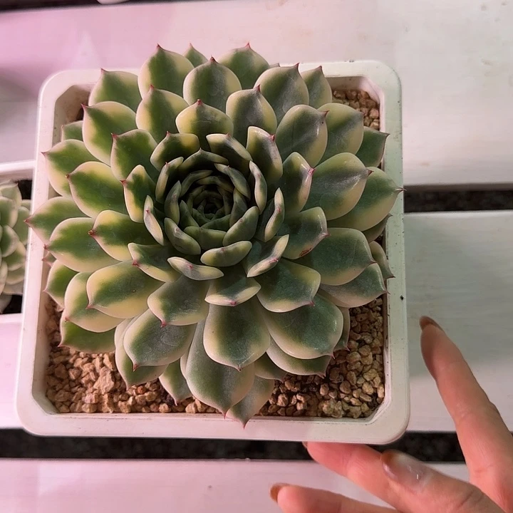 不开花植物艾莉卡锦大单头多肉植物
