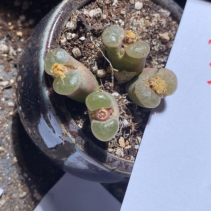 26372。  两颗双头磁铁。