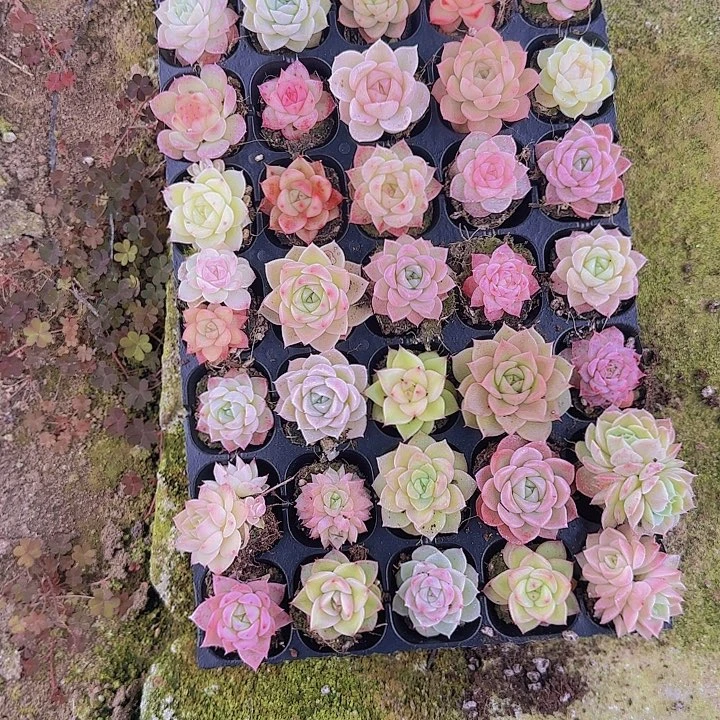 直播一物一拍多肉13