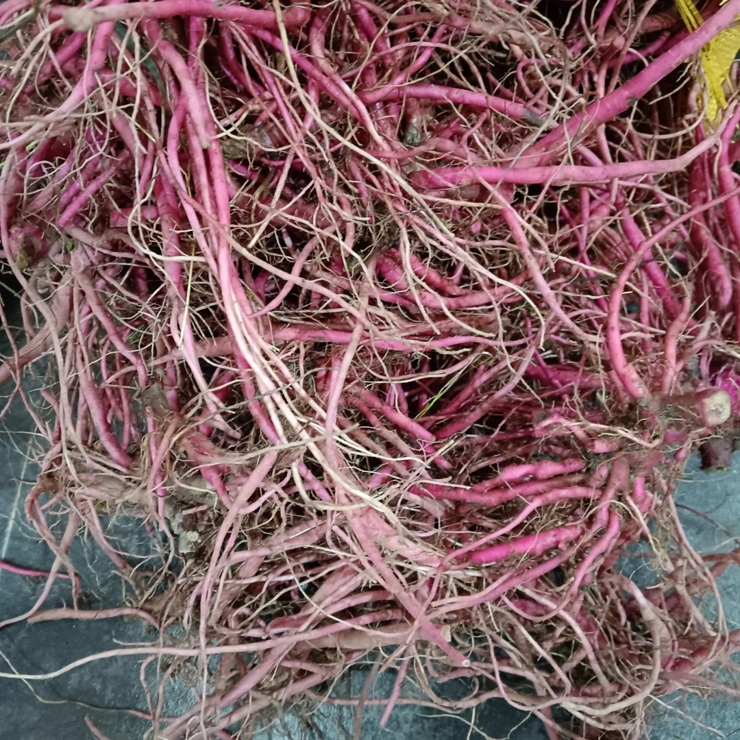 红牛颗西鲜可以种的鲜货