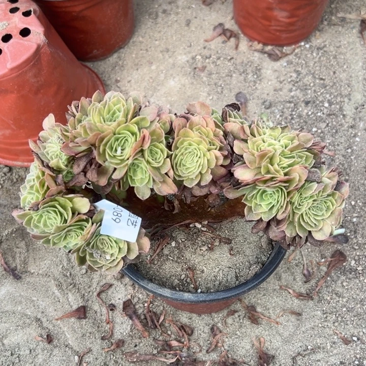 雨荷缀多肉植物089
