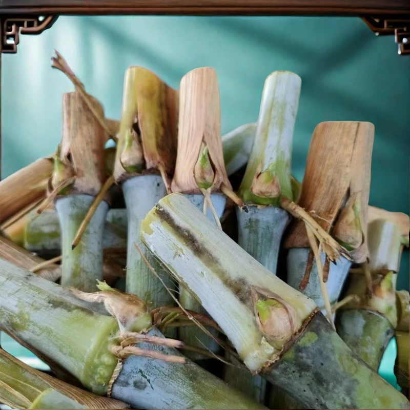 高产巨菌草芽节巴西红象草新鲜皇竹草无毛甜象草耐寒四季牧草牛羊