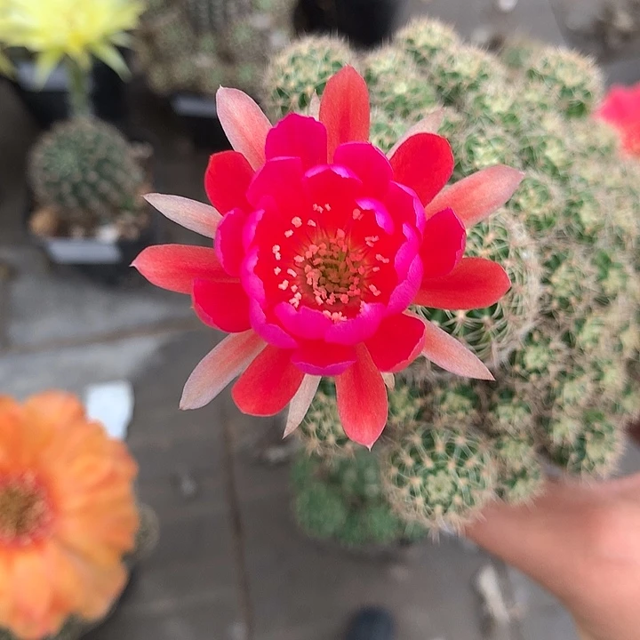 798 侧芽自根丽花7厘米
