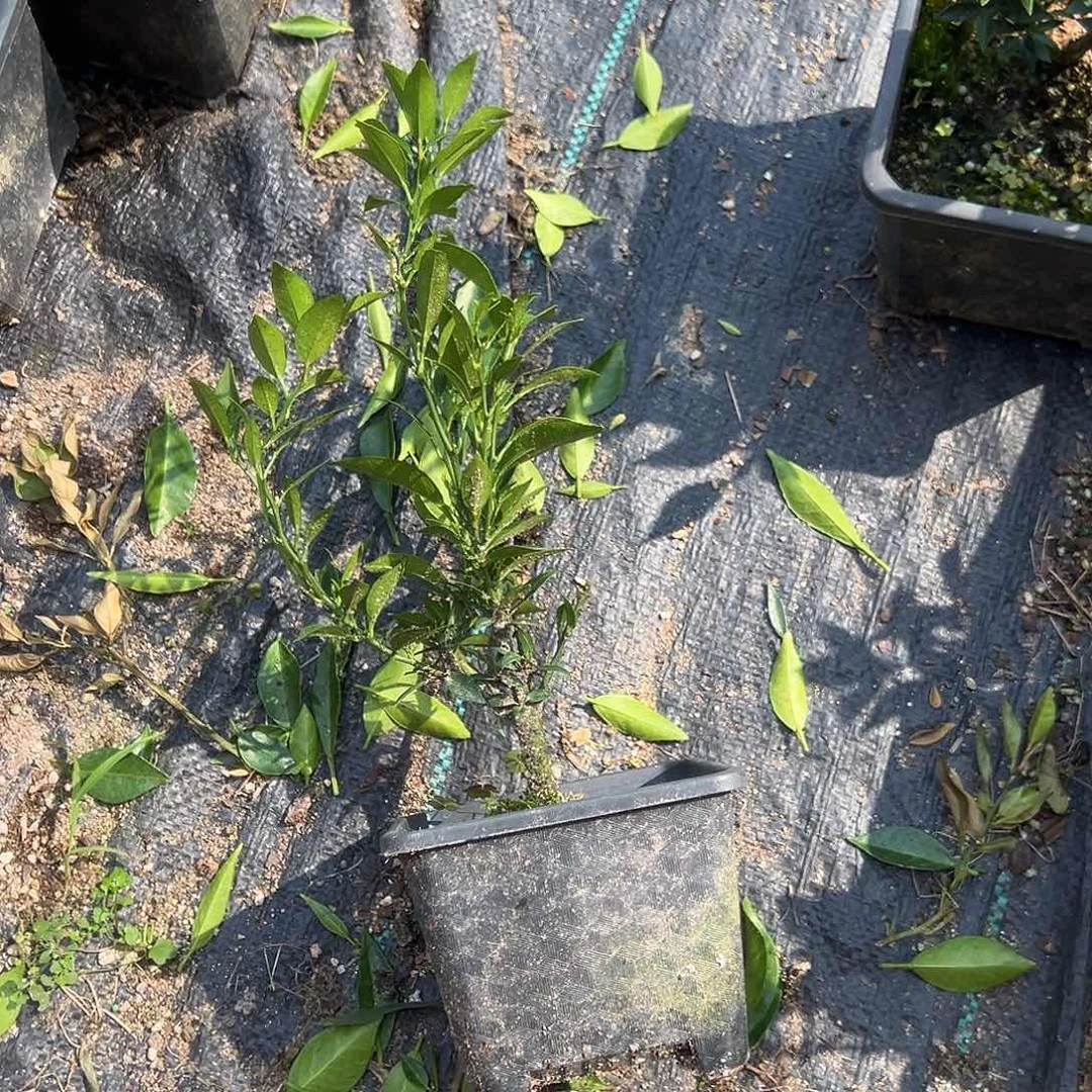 锋***无花朵八房柑直播间一物一拍