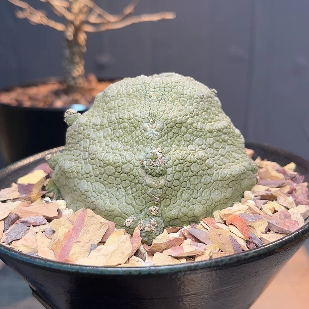 凝蹄玉Zzzzzzzzzzzzzzz