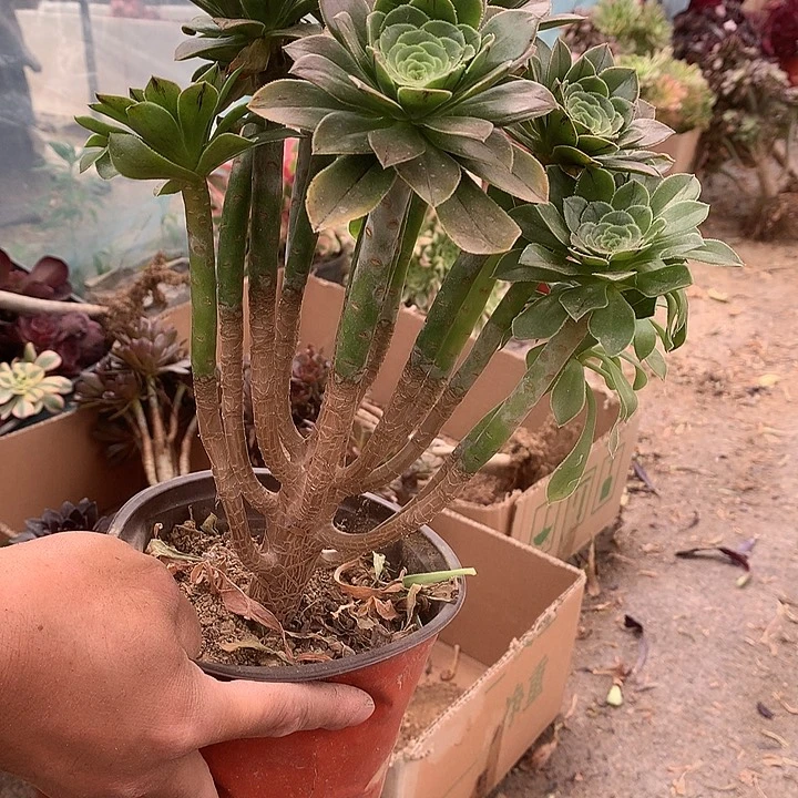 832绿法师多肉植物