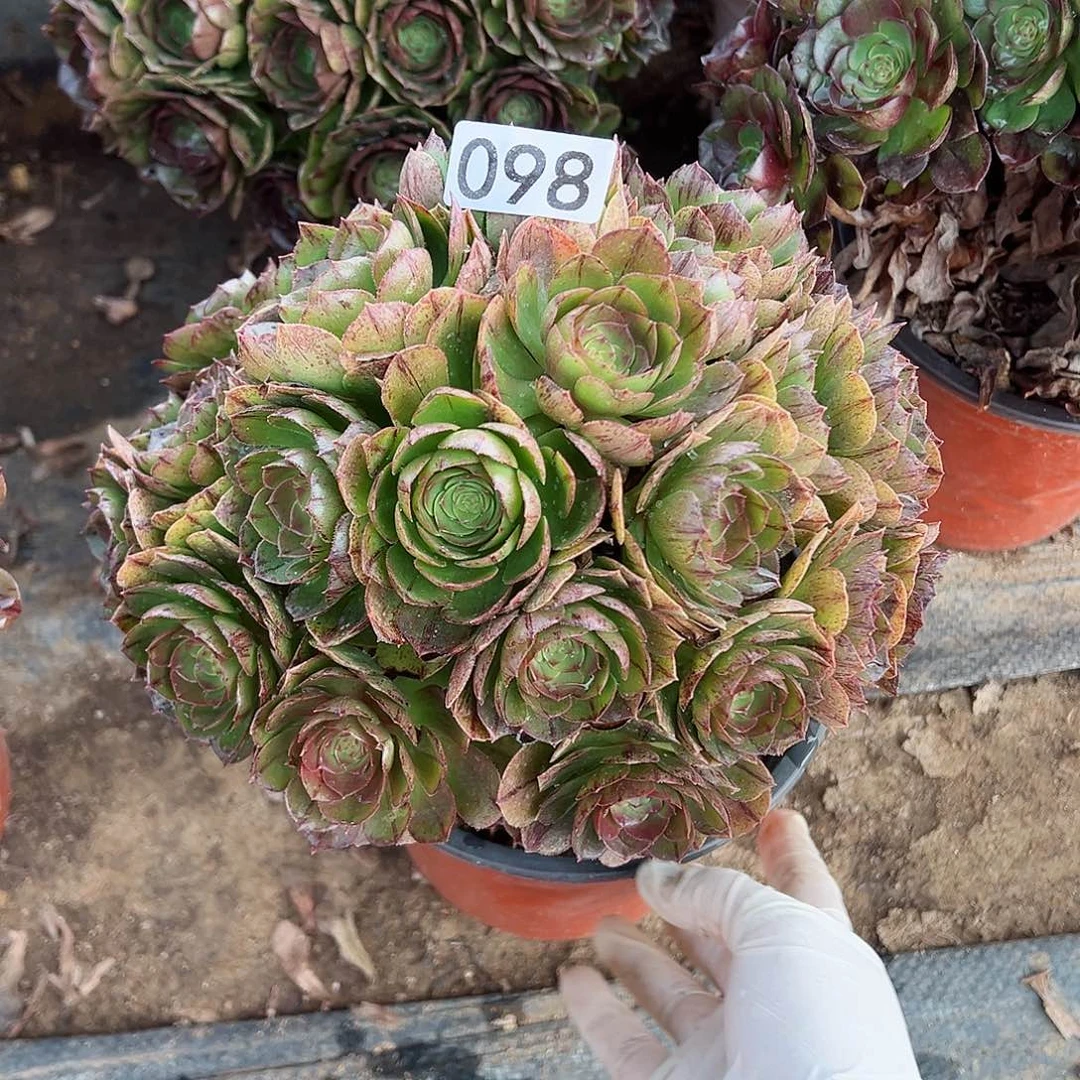 紫砂茶宠万拉丝老桩098