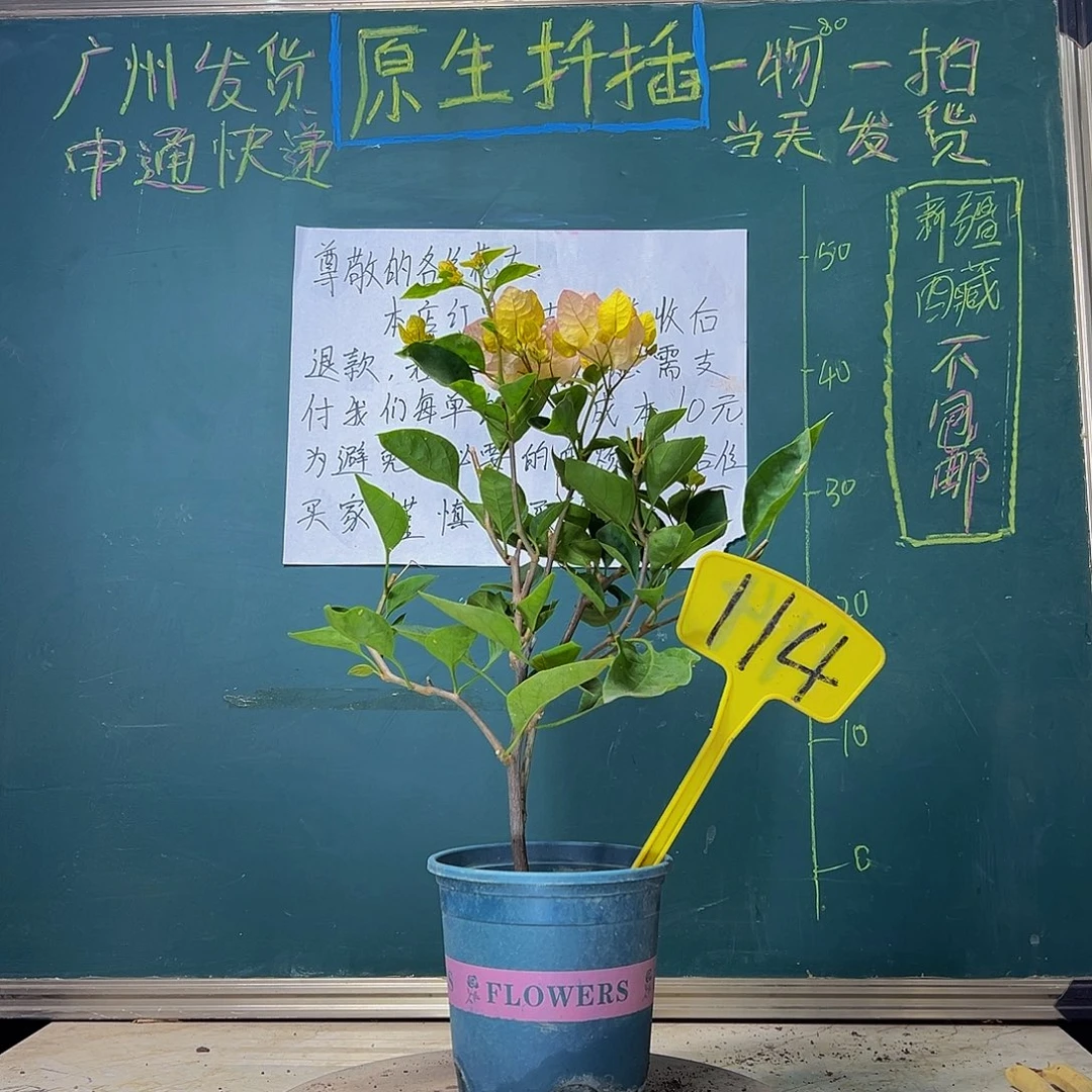 当前无花栽培后可以开花黄玫瑰 114