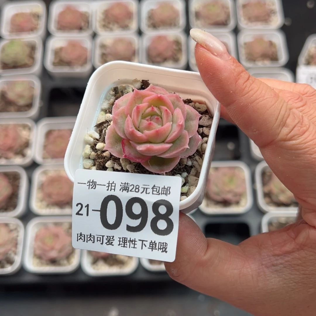 水晶虾饺多肉多肉多肉多肉多肉