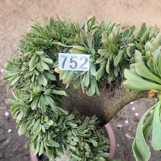 悠***悠多肉植物一个妖752