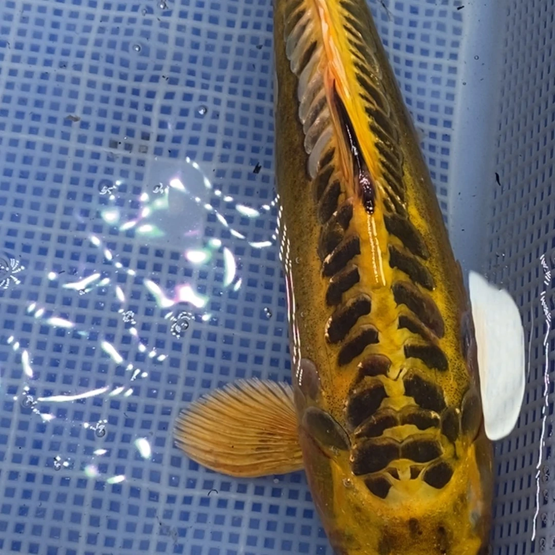 锦鲤锦鲤 开衩掉麟充血属于正常情况 介意别拍