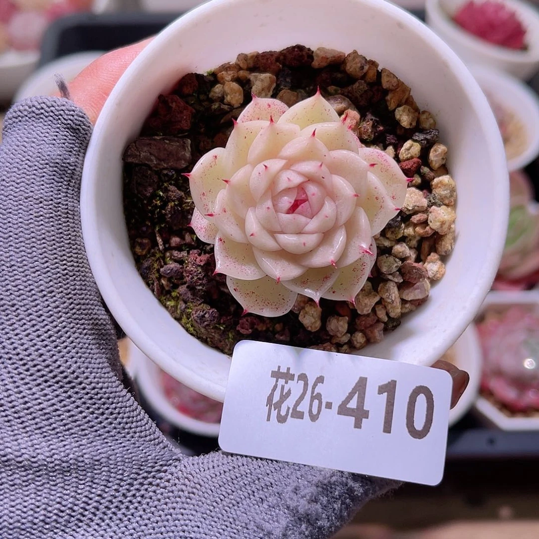 花26-410 麦秆单头