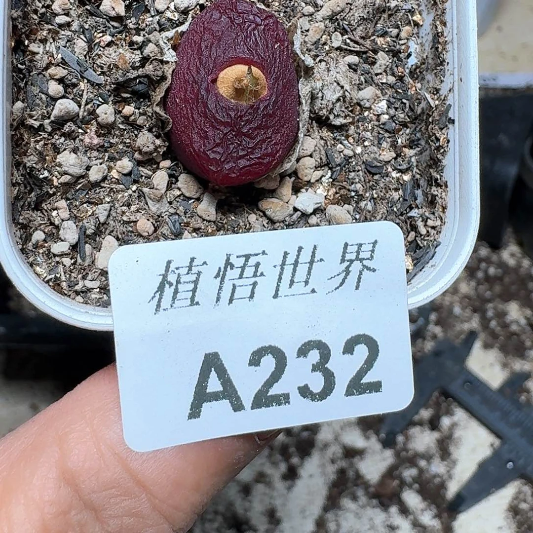 232号多肉植物哇cv