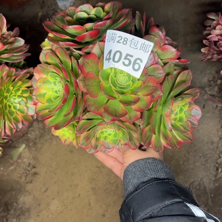 4056奶白多肉植物