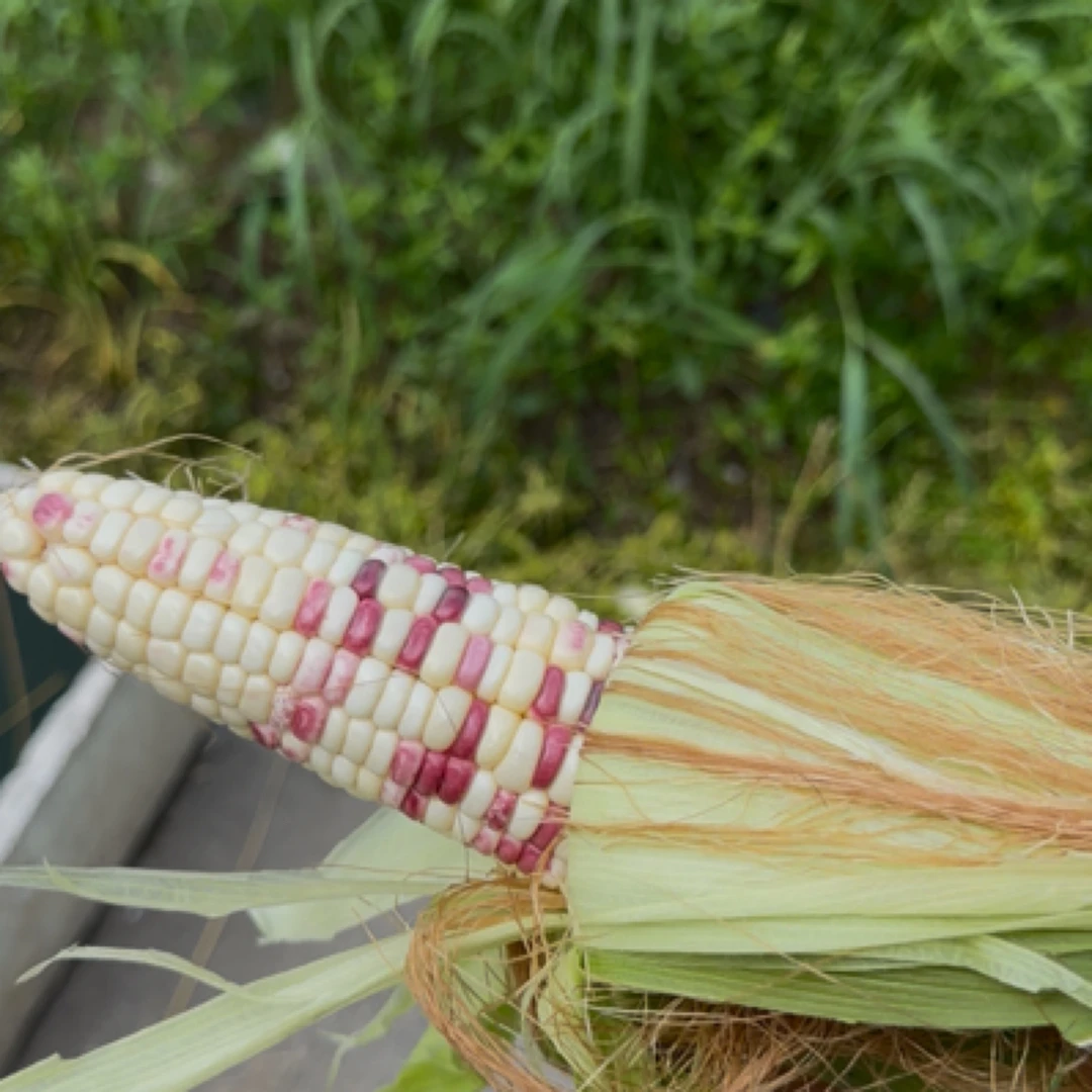 湖南当季新鲜现摘清甜香糯带皮糯玉米包嫩