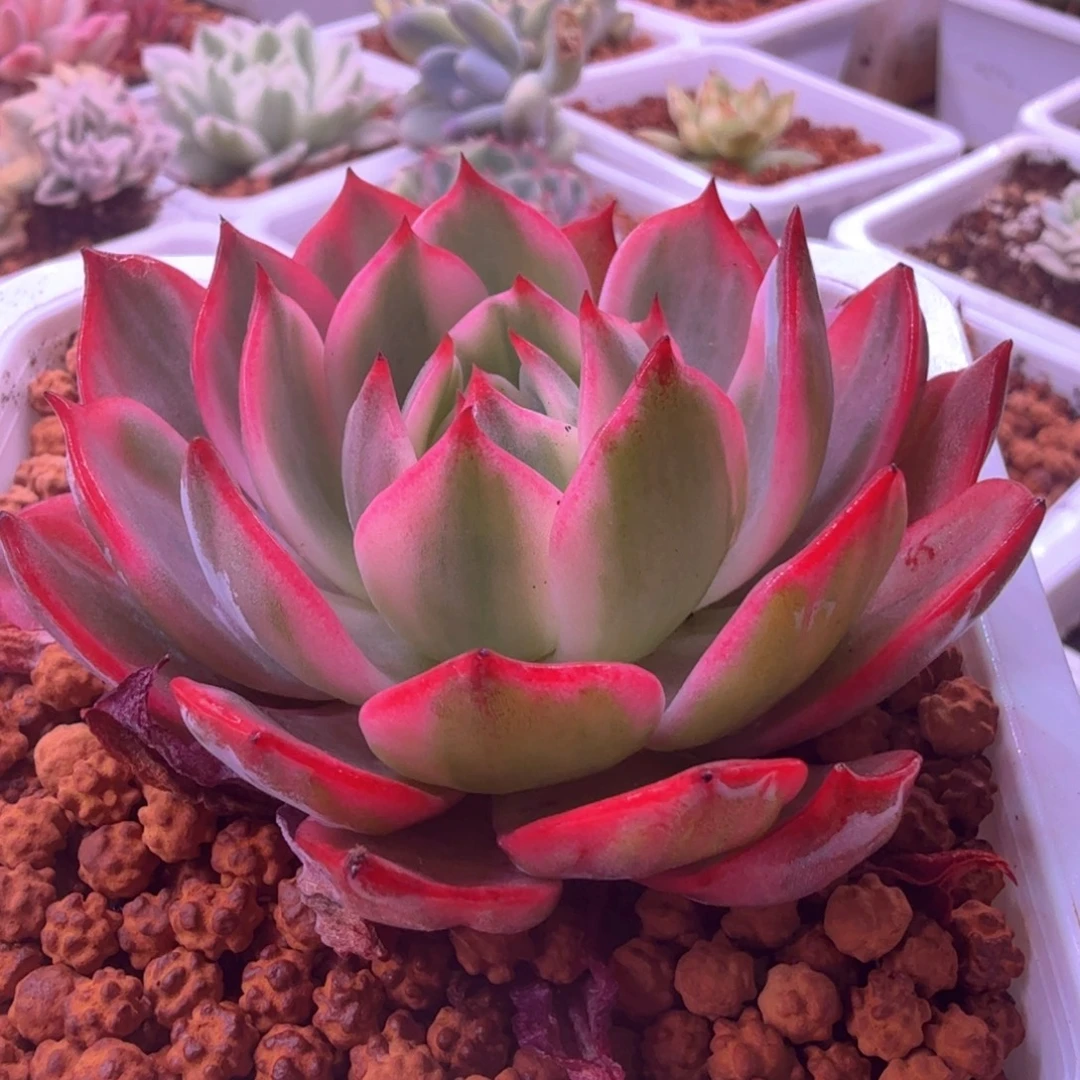 劳伦斯锦 多肉植物