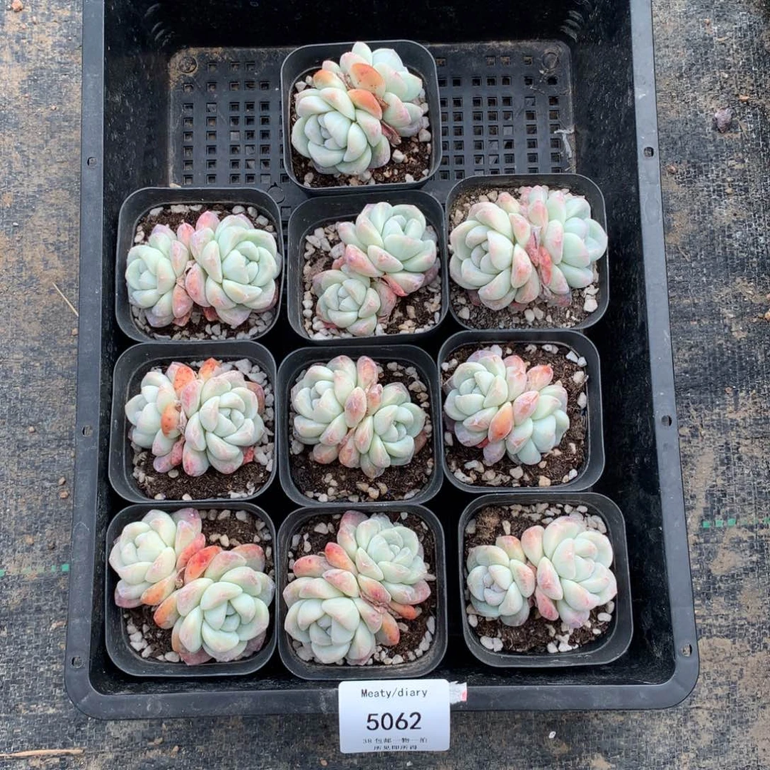 特5062冰玉双头5厘米左右脱土发10颗一组