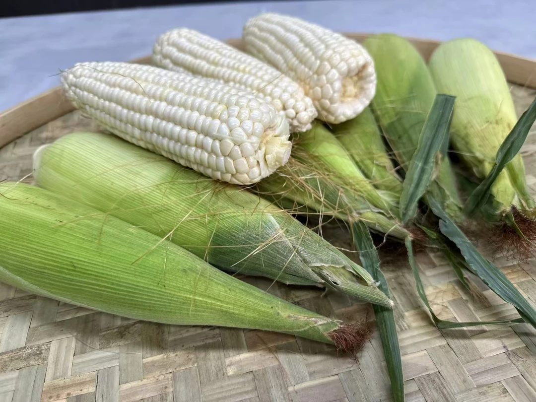 【广西糯玉米】原产地发货，新鲜采摘软糯香甜