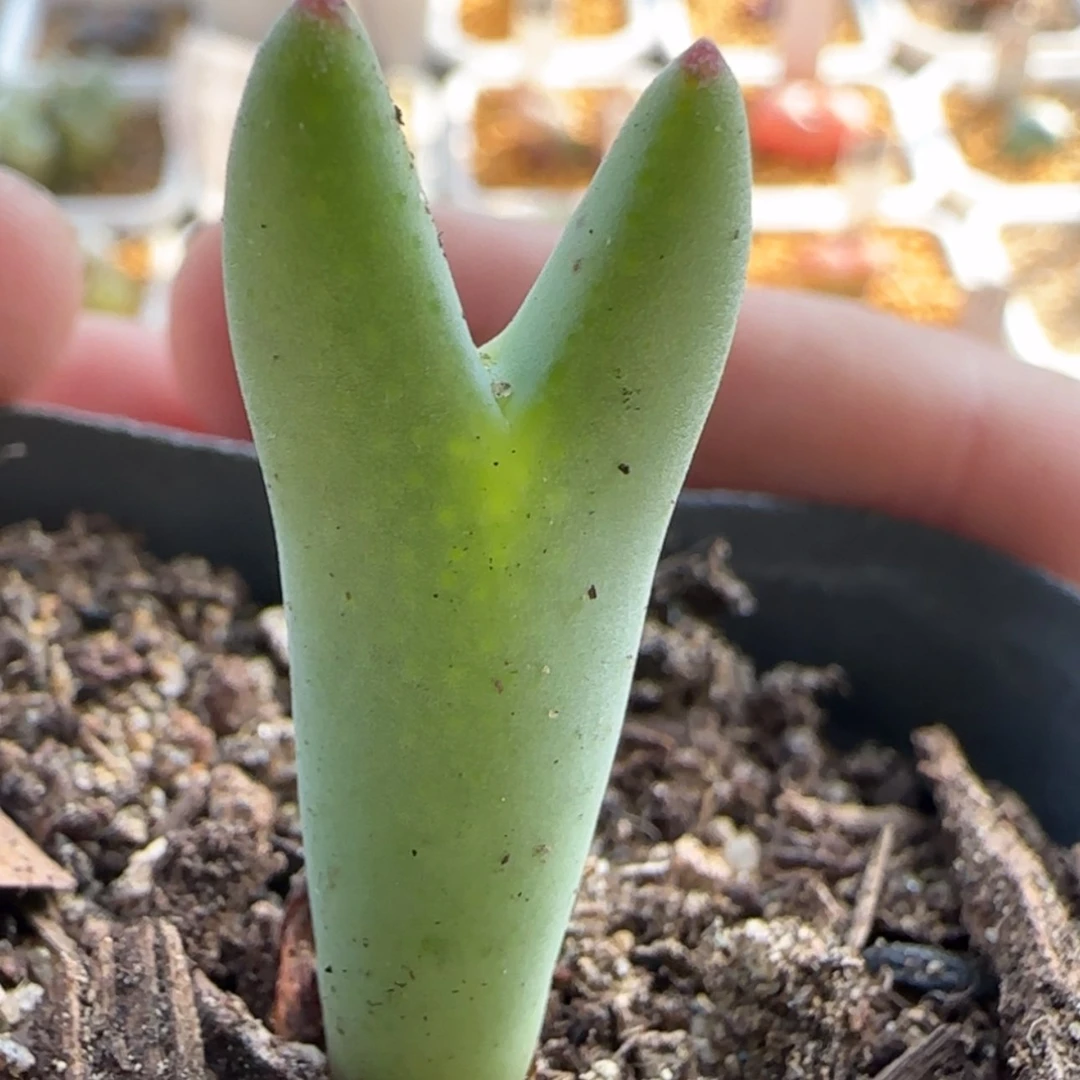 【闪购商品】21136毛将